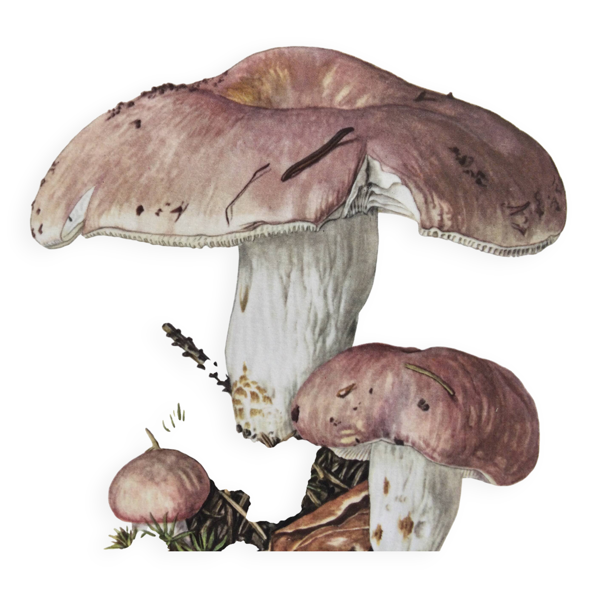 Botanical Illustration Mushrooms Russula Vintage Print 60s