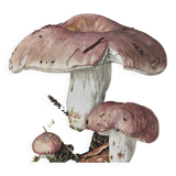 Botanical Illustration Mushrooms Russula Vintage Print 60s
