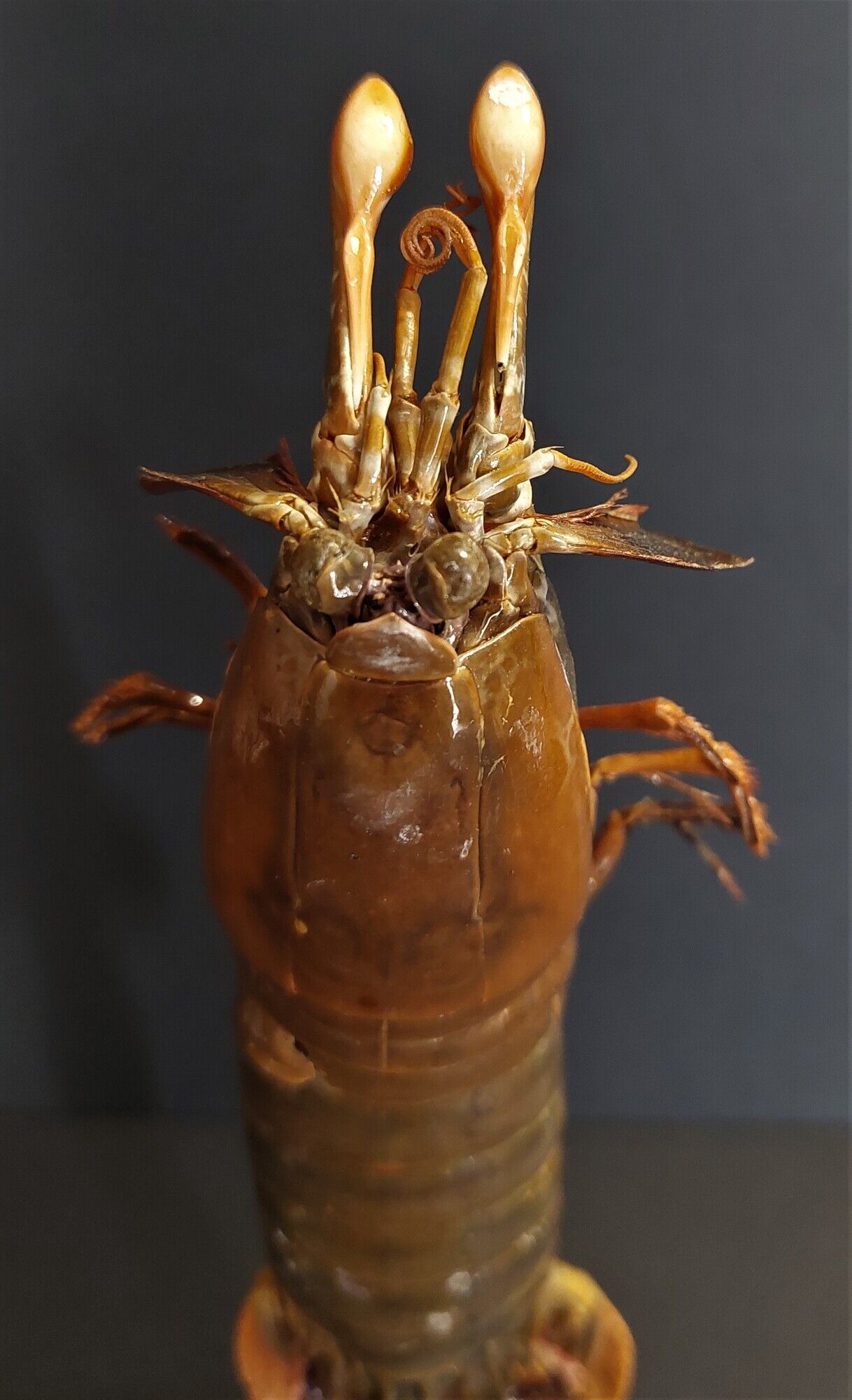 Cabinet of Curiosities haptosquilla trispinosa squille on pedestal