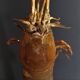 Cabinet of Curiosities haptosquilla trispinosa squille on pedestal