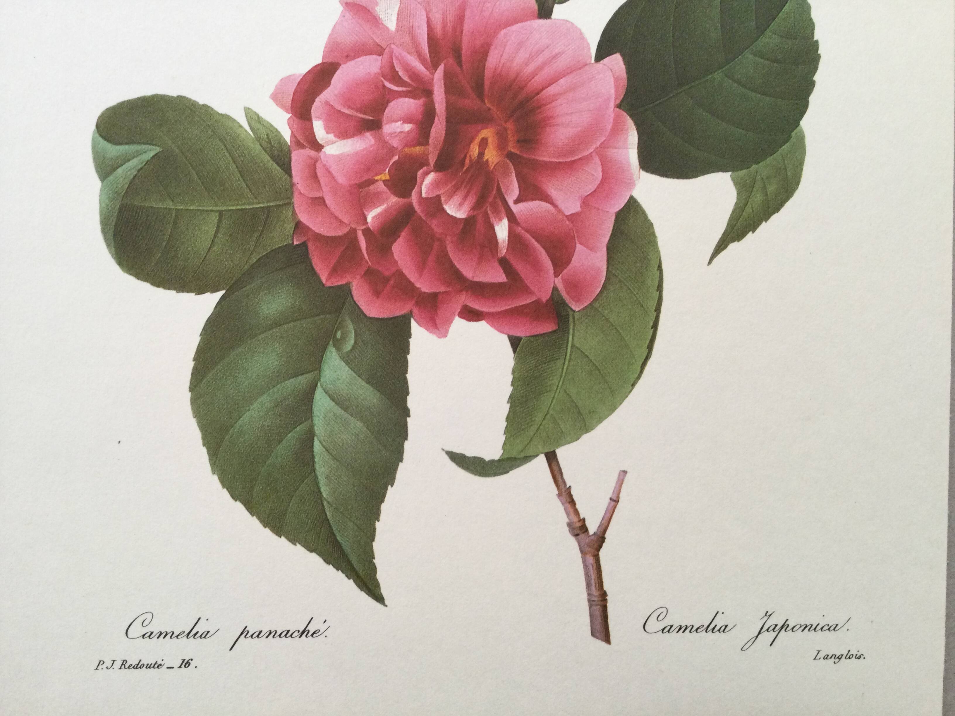 Vintage impression Camellia flower mixed 1960s