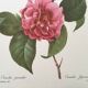 Vintage impression Camellia flower mixed 1960s