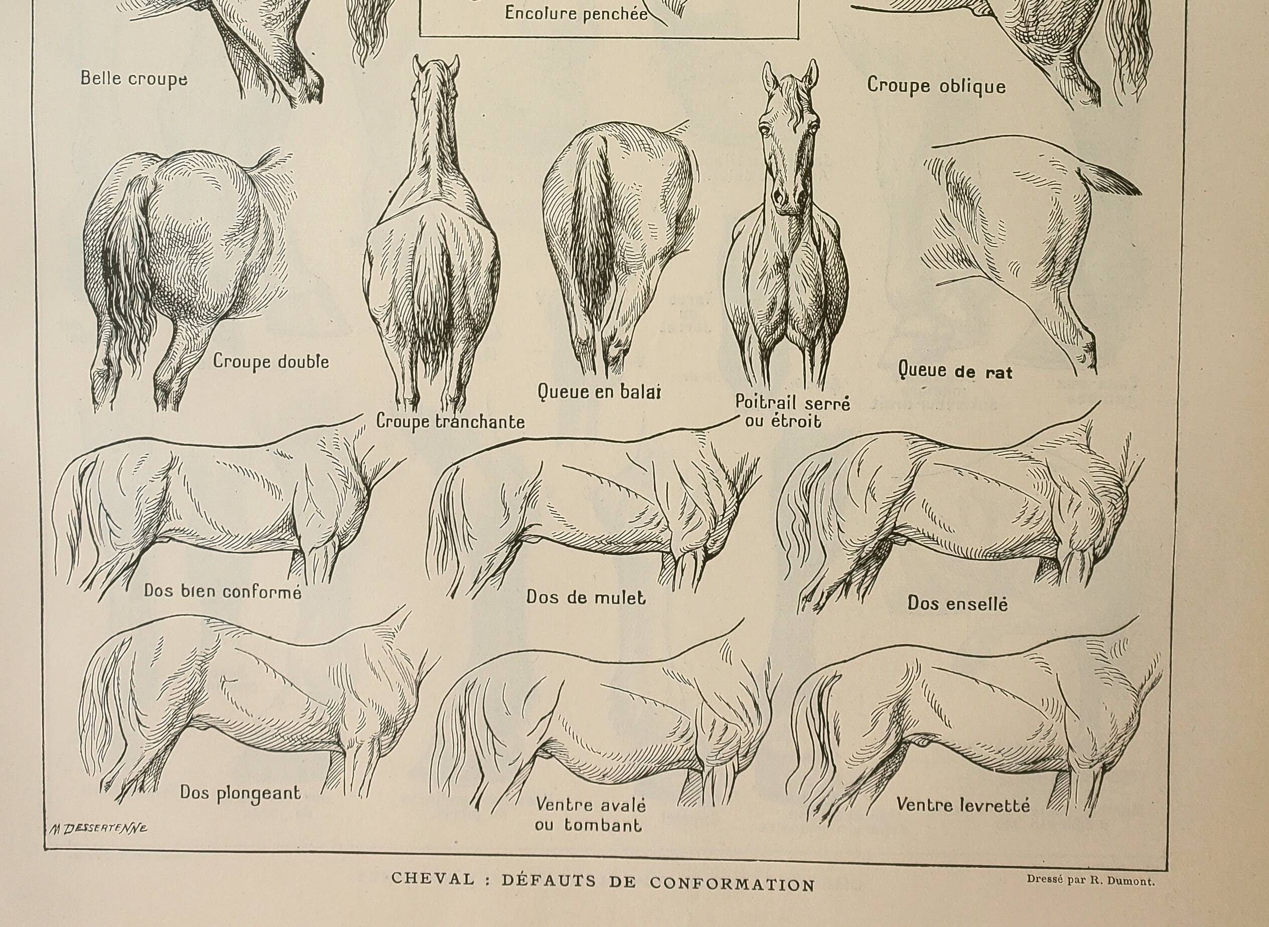 Old engraving 1922, Horse, conformation, anatomy, stable • Lithograph, Original plate