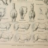 Old engraving 1922, Horse, conformation, anatomy, stable • Lithograph, Original plate