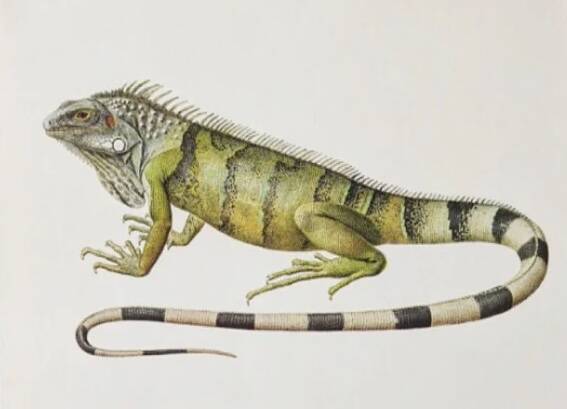 Bestiary plates from the Natural History Museum The iguana