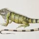 Bestiary plates from the Natural History Museum The iguana