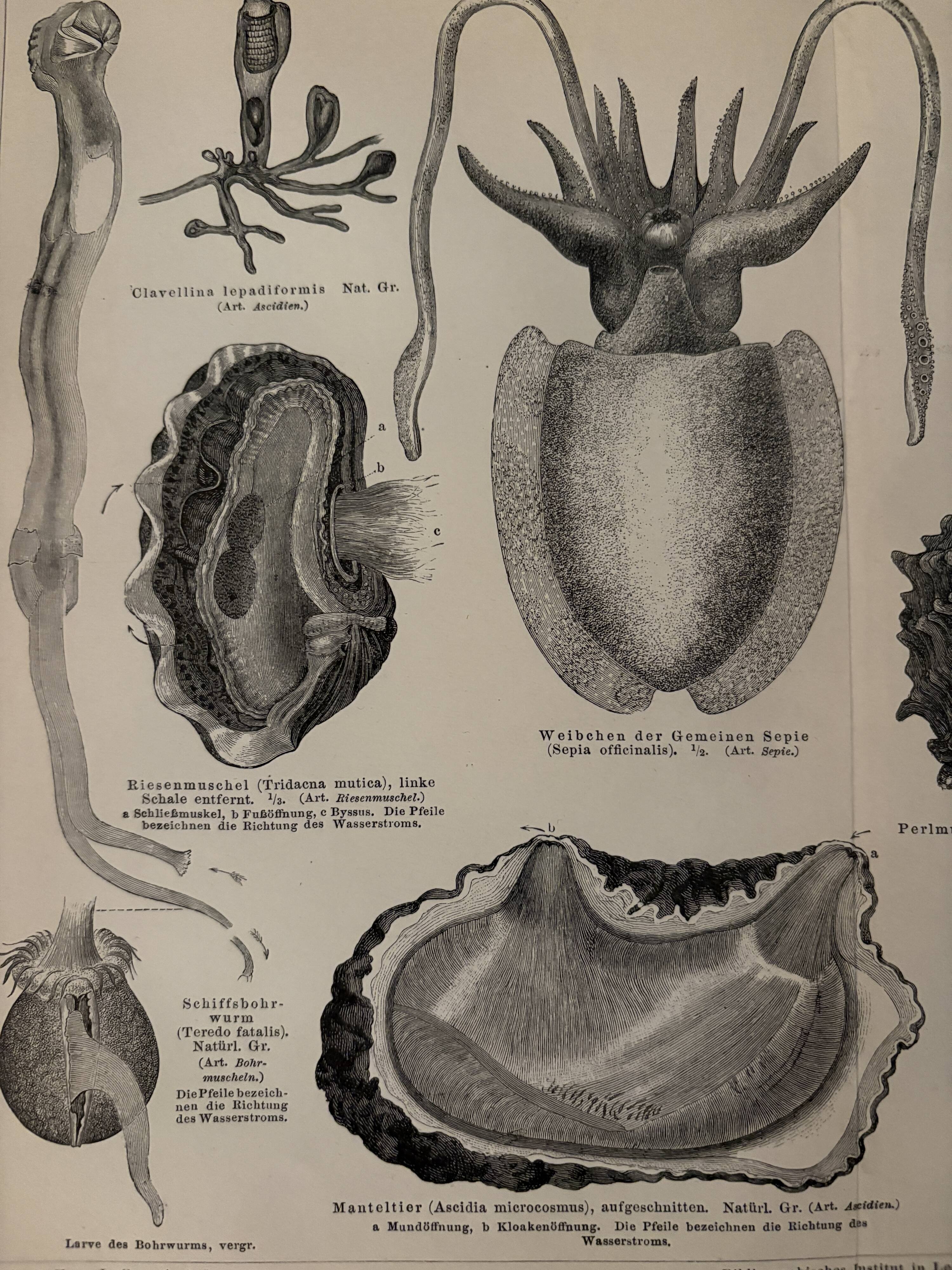 Lithograph engraving of mollusks and tunicates – 1890