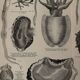 Lithograph engraving of mollusks and tunicates – 1890