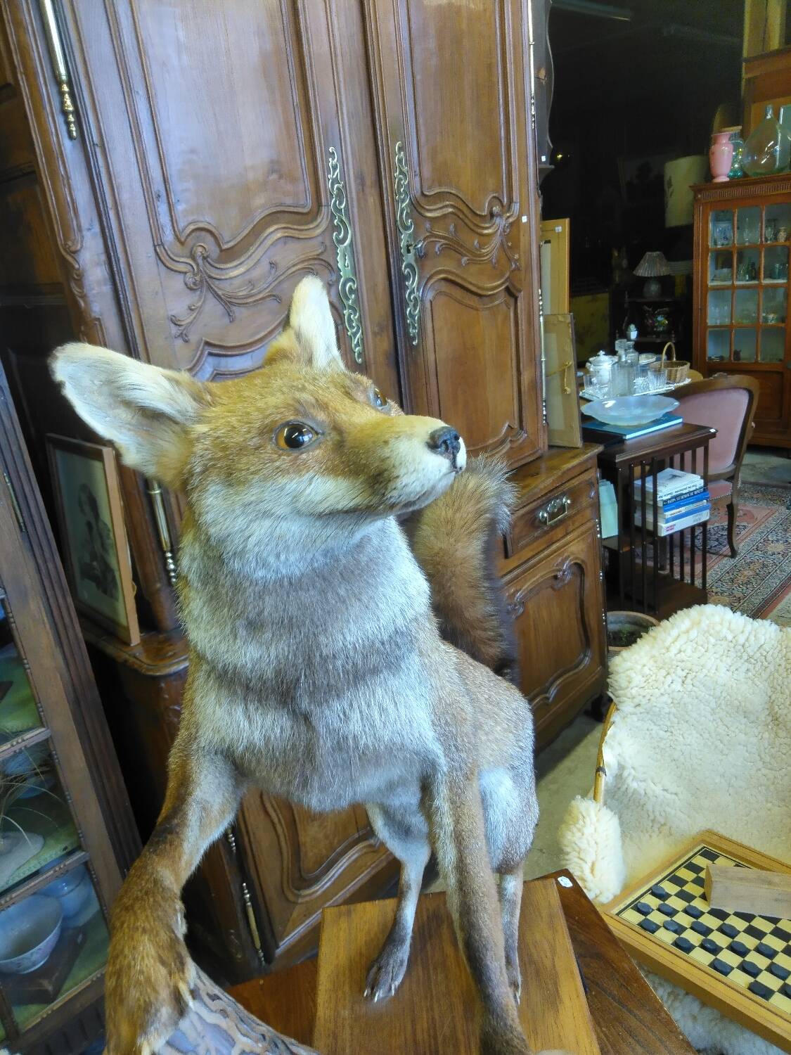 Stuffed fox taxidermy