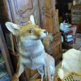 Stuffed fox taxidermy