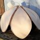 Suspension flower petals