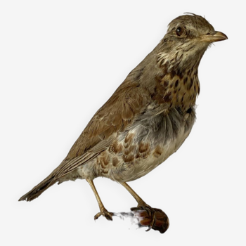 Oiseau empaillé, taxidermie, cabinet de curiosités