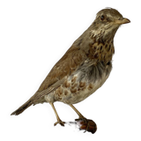 Stuffed bird, taxidermy, cabinet of curiosities