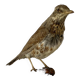 Oiseau empaillé, taxidermie, cabinet de curiosités