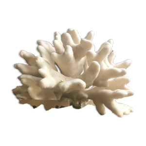 Corail Elkhorn