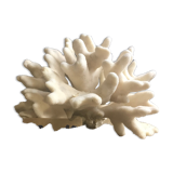 Elkhorn Coral
