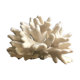 Corail Elkhorn