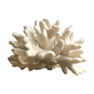 Elkhorn Coral