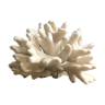 Elkhorn Coral