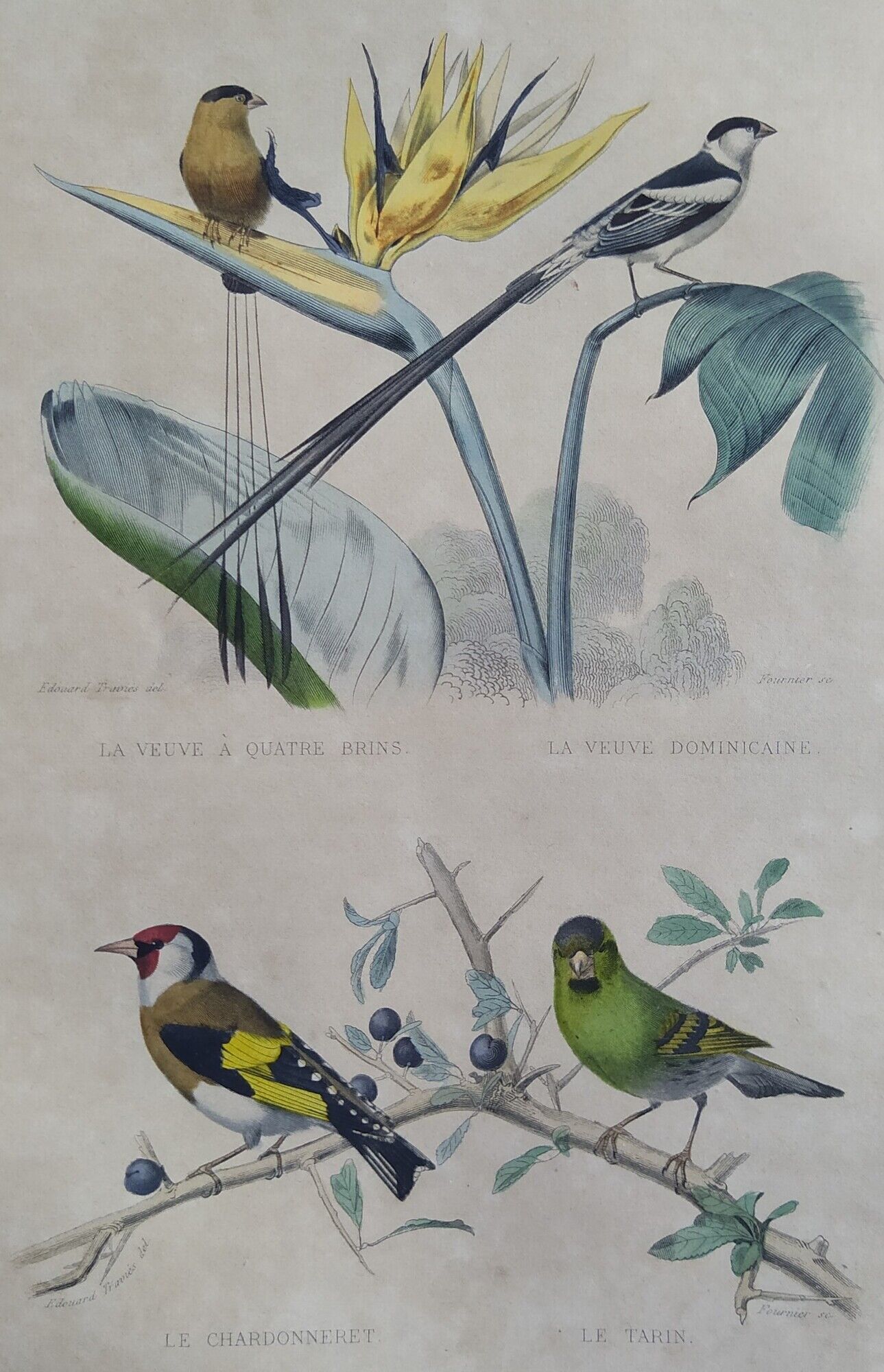 Ornithological board "Veuve to 4 Brins. Dominican - Chardonnert - Tarin" Buffon 1840