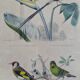 Ornithological board "Veuve to 4 Brins. Dominican - Chardonnert - Tarin" Buffon 1840