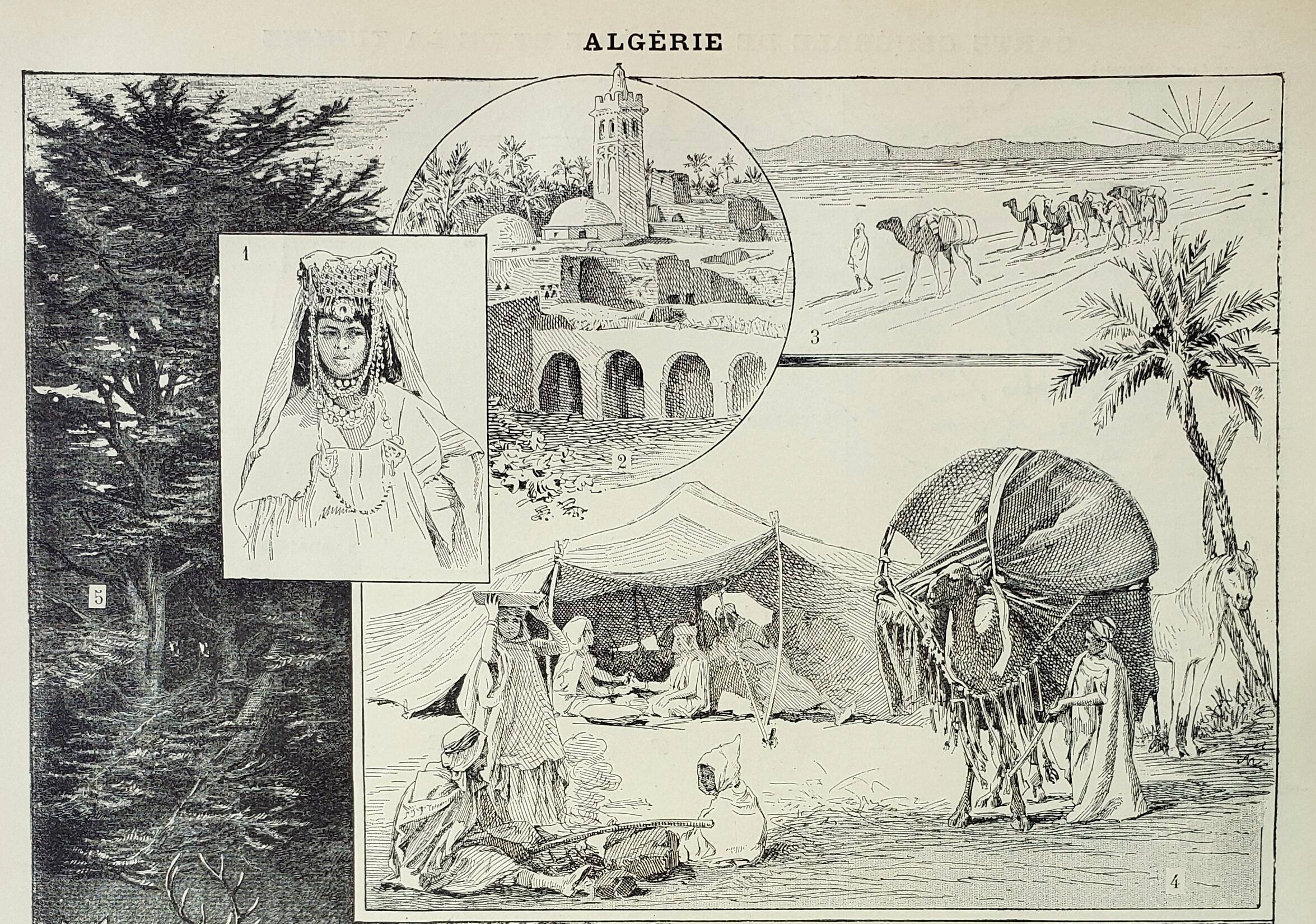 Old engraving 1898, Algeria, fauna and flora, Arabic • Lithograph, Original plate