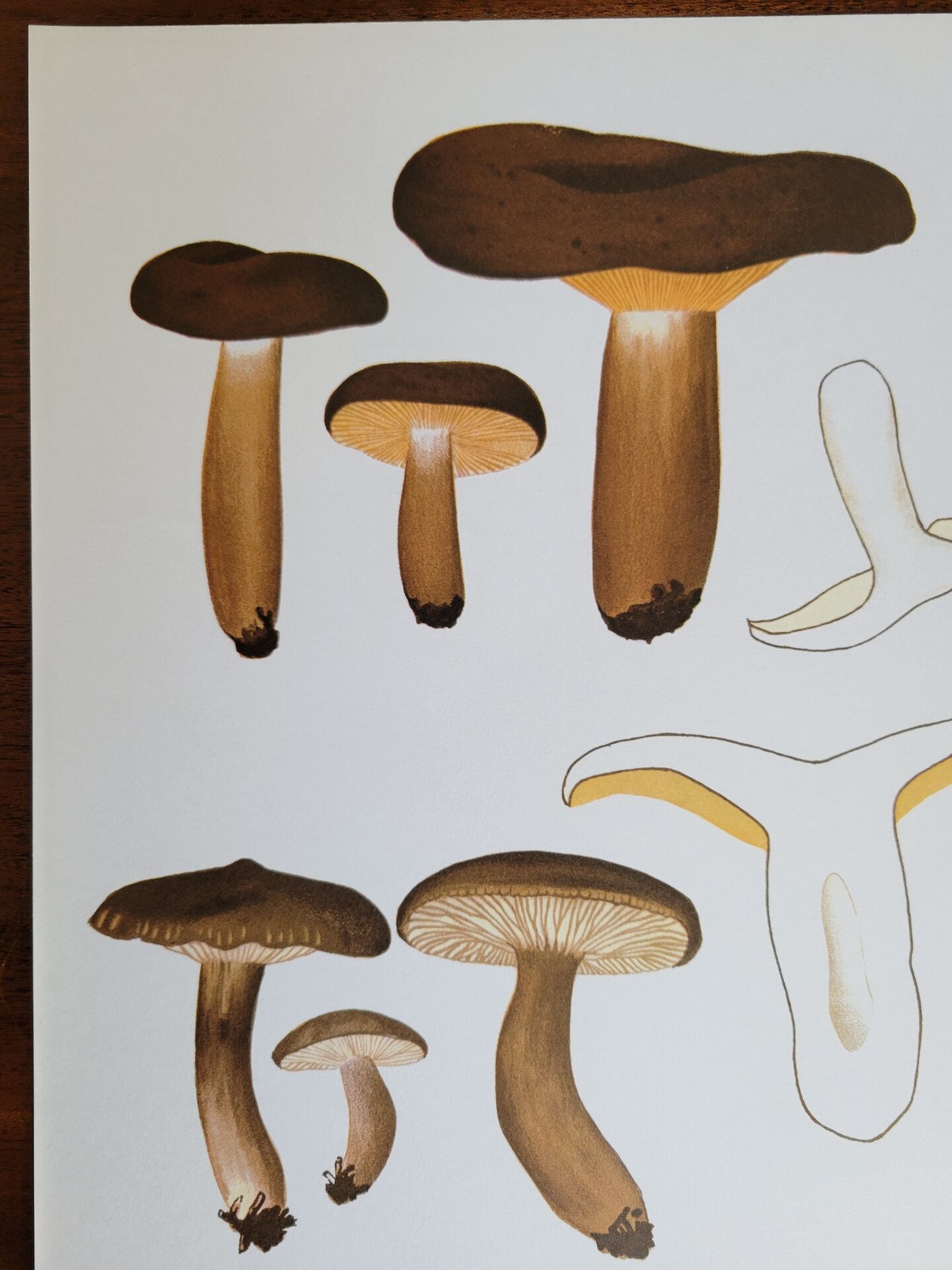 Botanical plate mushroom, 1960