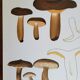 Botanical plate mushroom, 1960