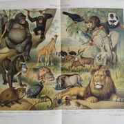 Antique engraving 1909 - Savannah fauna and animals. African lithograph
