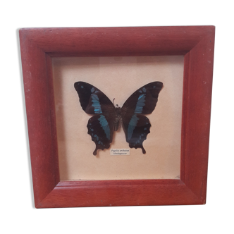 Naturalized butterfly