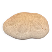 sea urchin, natural science, shell, cabinet of curiosities