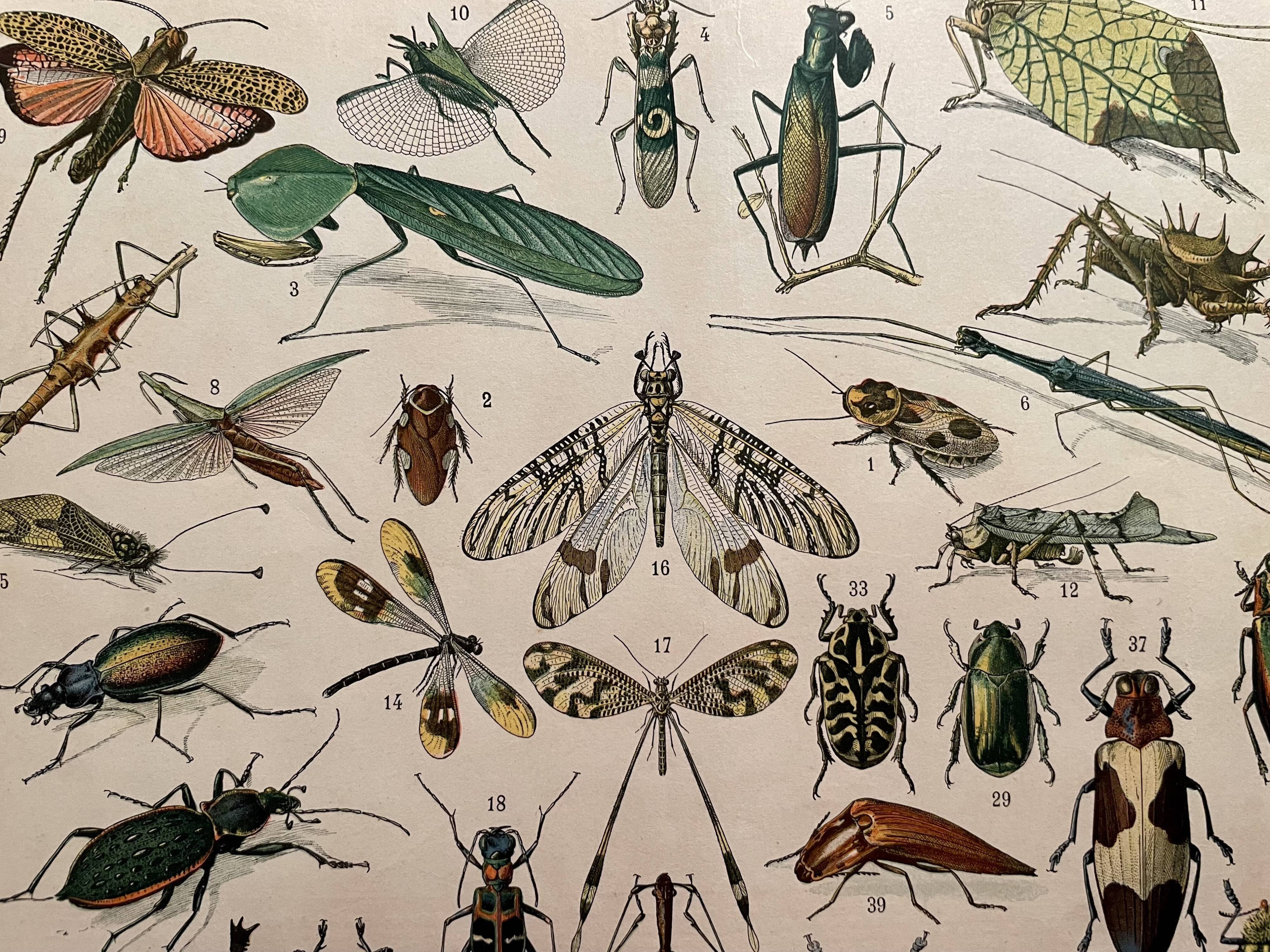 Lithograph on insects (horetica tuberculata) - 1900