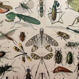 Lithograph on insects (horetica tuberculata) - 1900