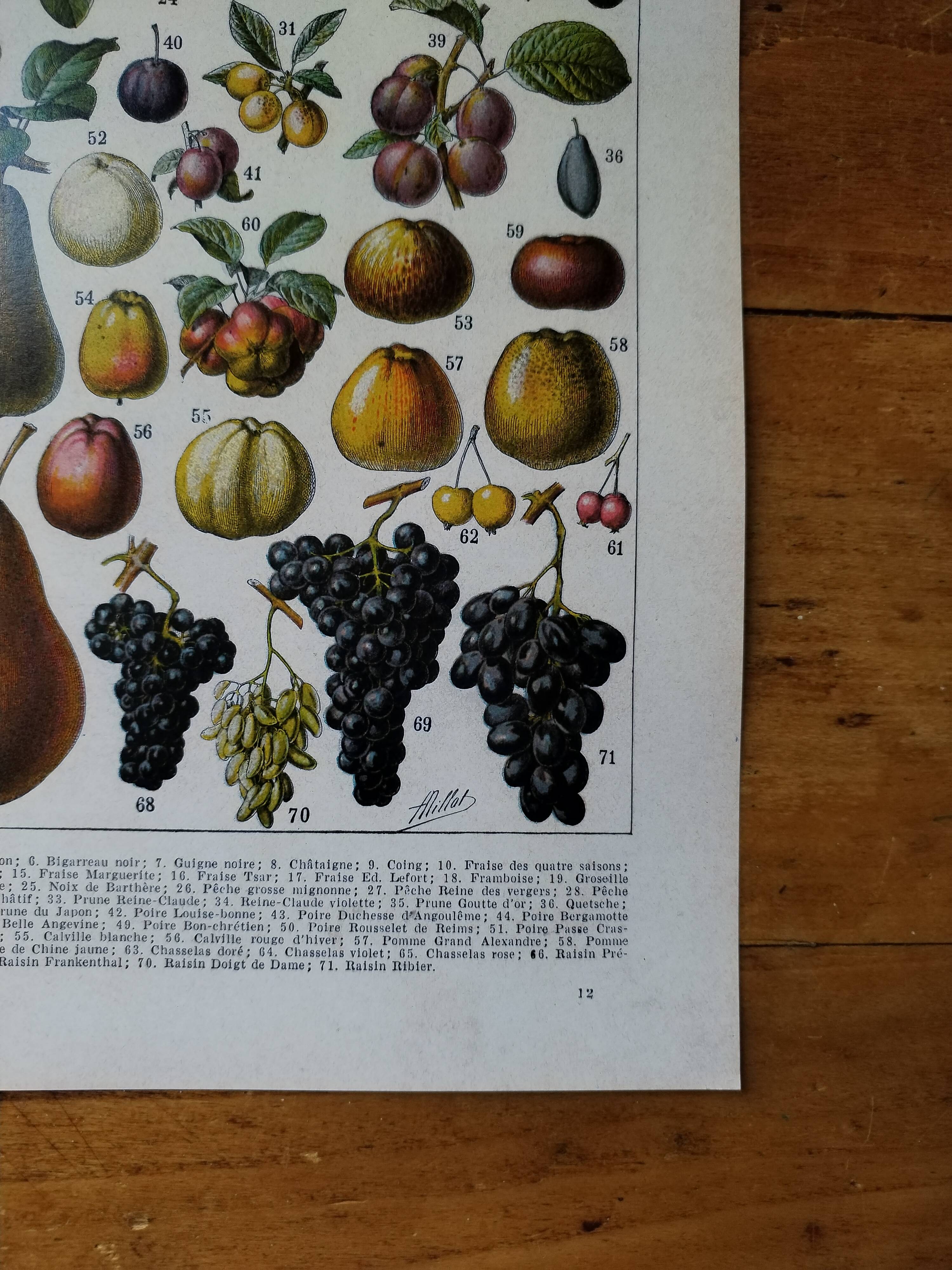 Original lithograph on fruits