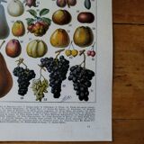 Original lithograph on fruits
