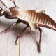 Cendrier mouche en laiton