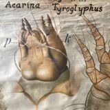 Pfurtscheller zoological map poster