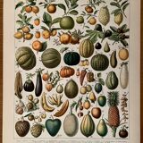 Lithographie sur les fruits (abricot) de 1897