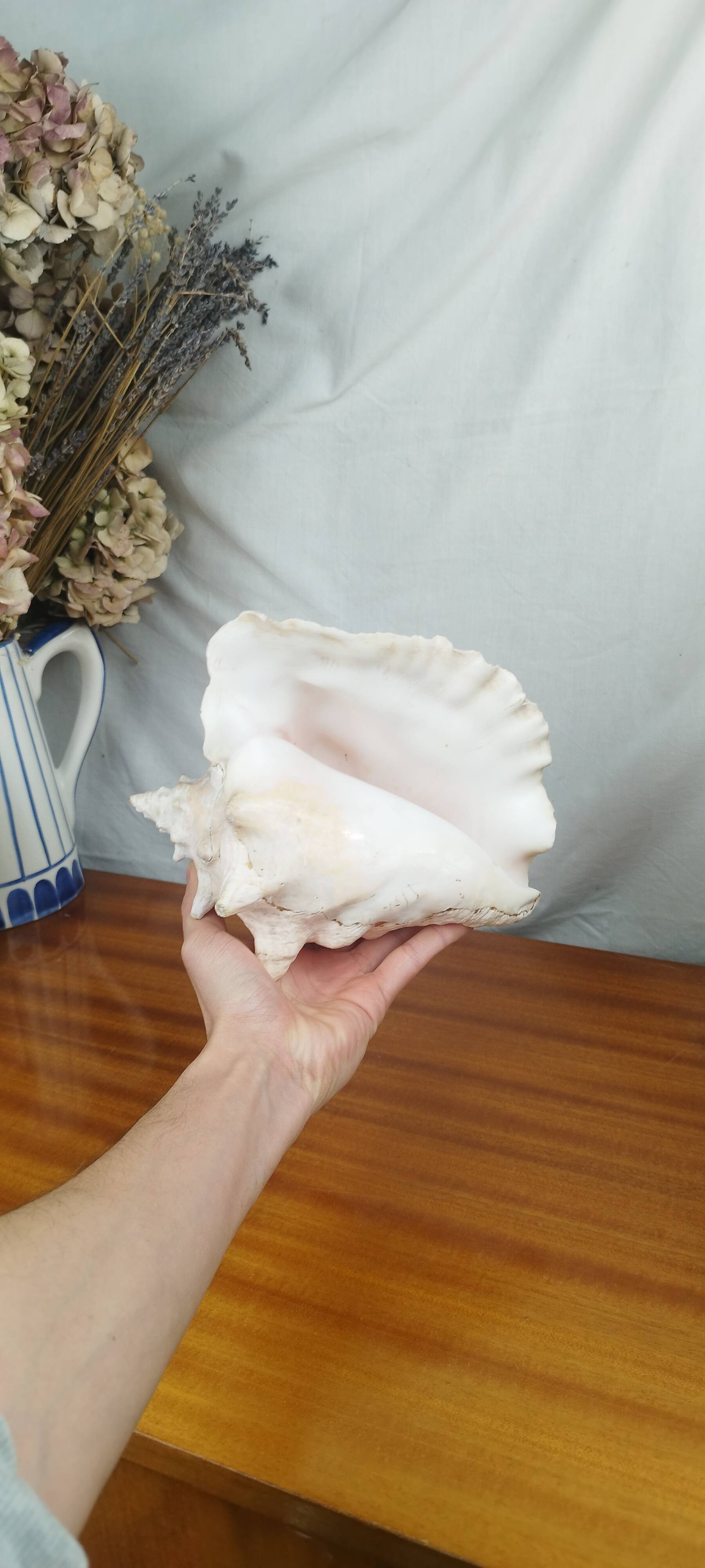 Large Lambi Conch, Marine Curiosity Object, Vintage Seashell