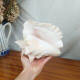 Large Lambi Conch, Marine Curiosity Object, Vintage Seashell
