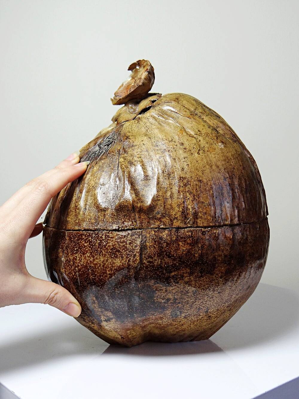 Large box/ice bucket curiosity Naturalised African Coconut vintage