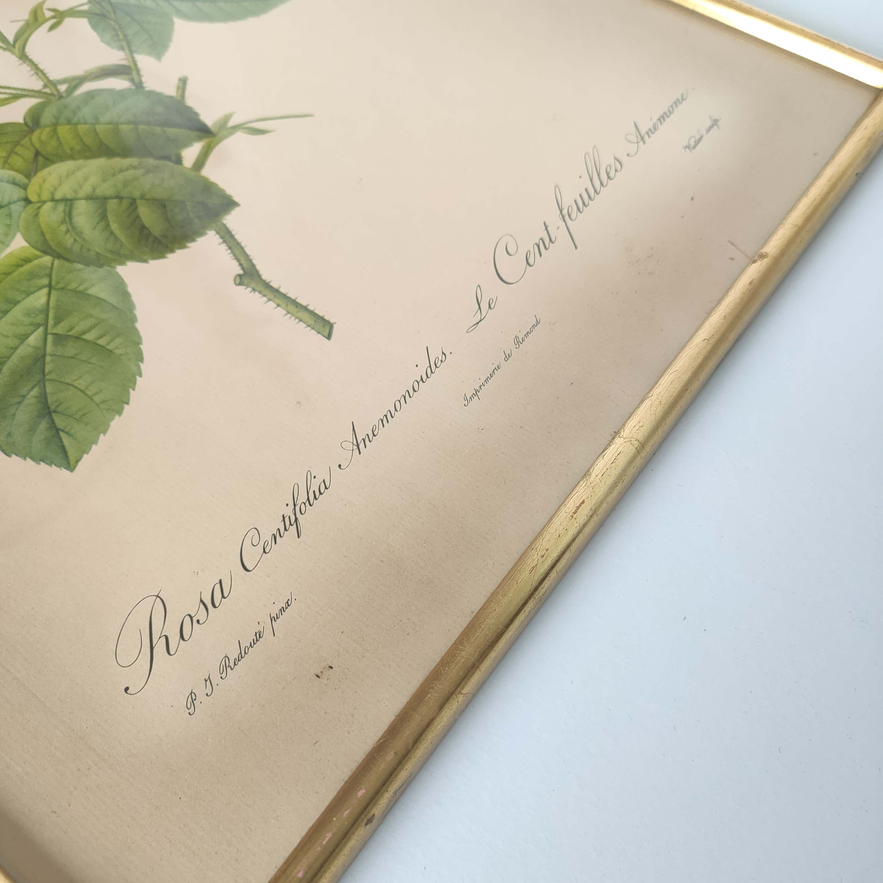 Botanical plate Rose Dreaded