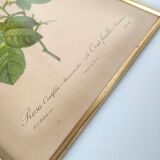 Botanical plate Rose Dreaded