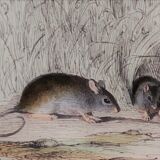 Original zoological board " rat, squirrel, mulot,... " - buffon 1840