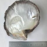 Empty-pocket in mother-of-pearl shell