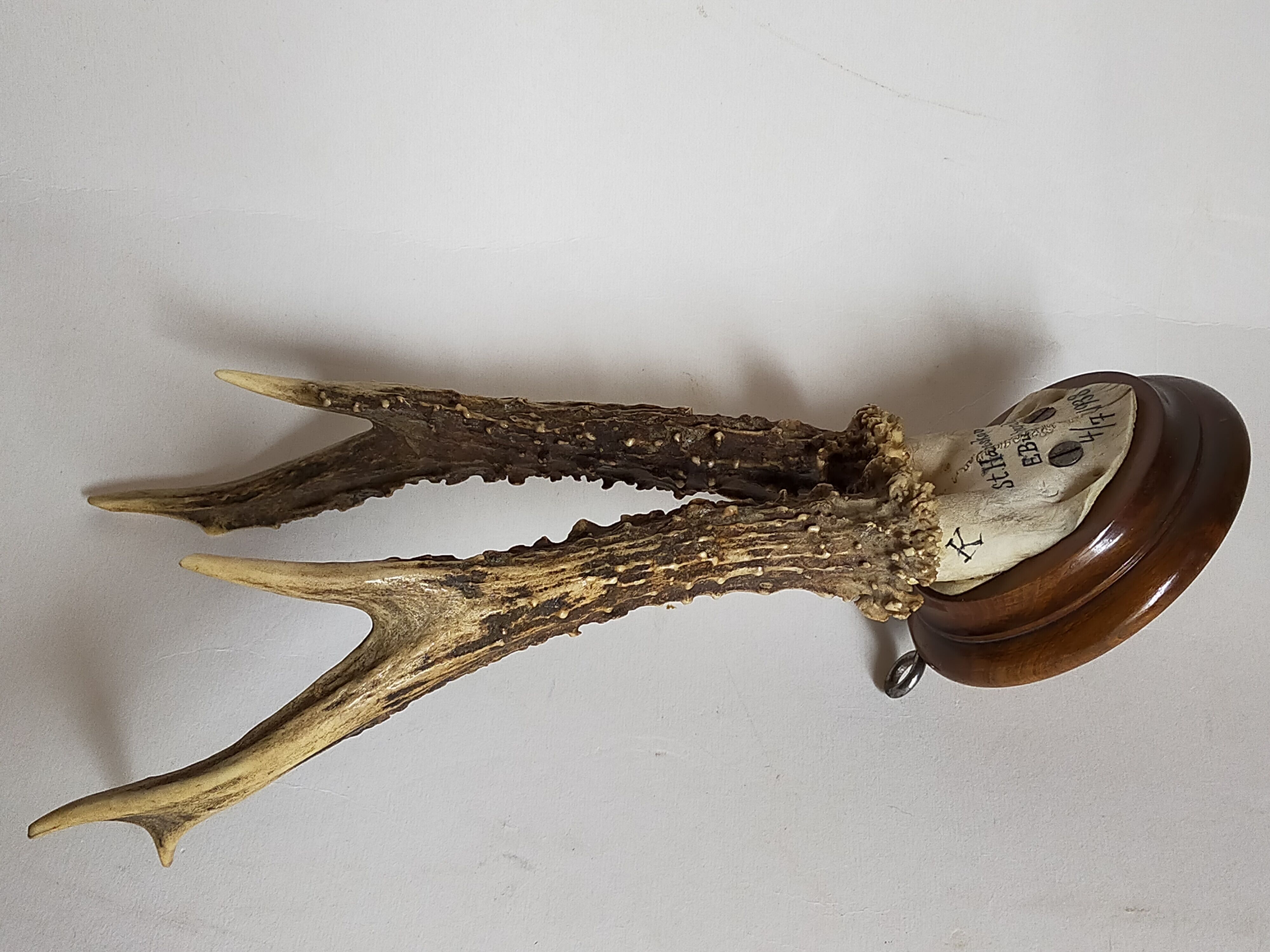 Scandinavian hunting trophy old 30 years