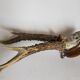 Scandinavian hunting trophy old 30 years