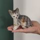 Figurine, Cat statuette, in old 20th century enameled ceramic. Animal figurine, vintage feline