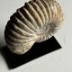 Fossile d'ammonite sur support