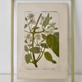 Botanical plate
